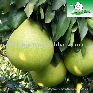 Sell fresh Pomelo from Jining Brother